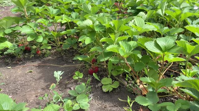 Horizontal static video of strawberry plants with green leaves gently moving in the wind in a garden.