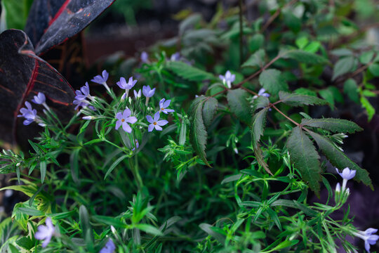 Colorful flowers and green leaves growing together in a garden during daytime with natural light
