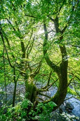 Fototapeta premium Old Mossy Tree Over Wild Mountain River in Green Forest