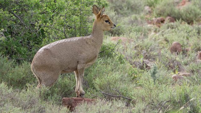 4K 30fps video of a klipspringer (Oreotragus oreotragus) chewing cud in typical Nama-Karoo habitat near Beaufort West, Western Cape, South Africa, showcasing this agile African antelope.