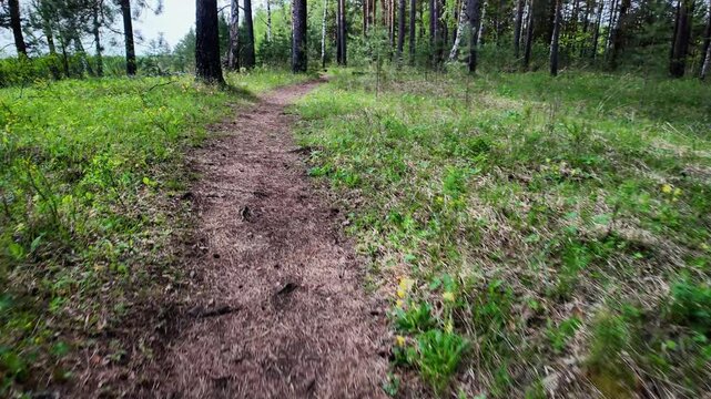Low-angle view of a narrow dirt trail leading from the foreground into a mixed pine and birch woodland. Bare earth and scattered pine needles line the central footpath, flanked