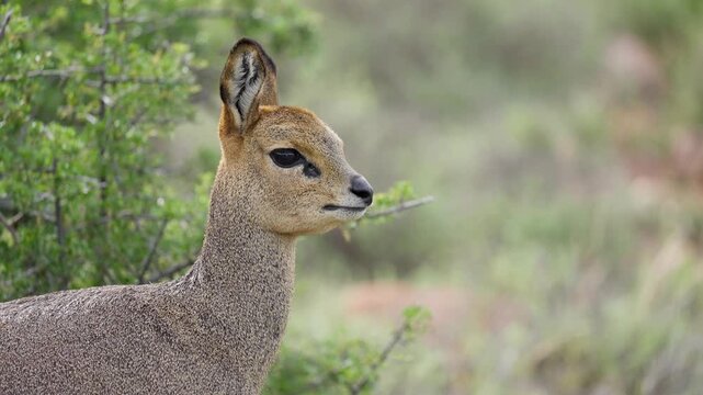 4K 30fps video of a klipspringer (Oreotragus oreotragus) chewing cud in typical Nama-Karoo habitat near Beaufort West, Western Cape, South Africa, showcasing this agile African antelope.