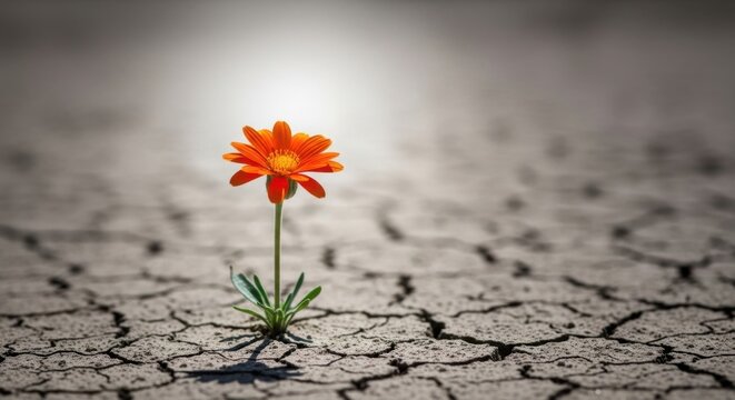 Resilient Flower Blooming in Dry Cracked Soil