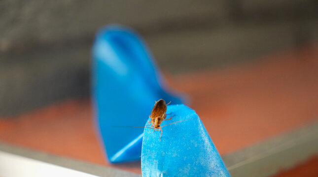 The American cockroach was caught in a glue trap. Destruction of insects at home. Insect management, close up of cockroach stuck on sticky glue cockroaches trap with bait with blurred background. 