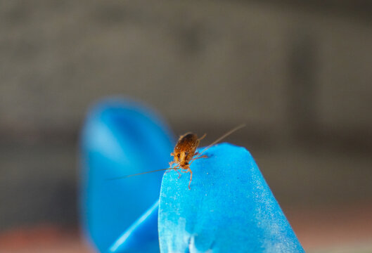 The American cockroach was caught in a glue trap. Destruction of insects at home. Insect management, close up of cockroach stuck on sticky glue cockroaches trap with bait with blurred background. 
