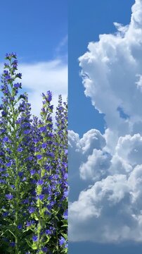 Collage of two blue videos: the sky and blue wildflowers