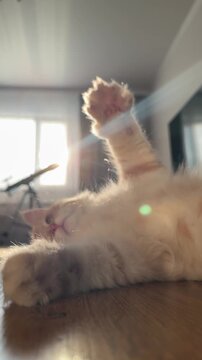 A ginger cat lies on the floor with its paws in the air.