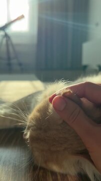 A woman's hand strokes a cat's head and ears