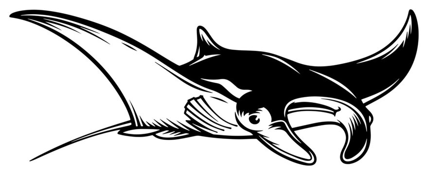 Manta ray giant devil fish swimming underwater marine life ocean wildlife black and white vector silhouette