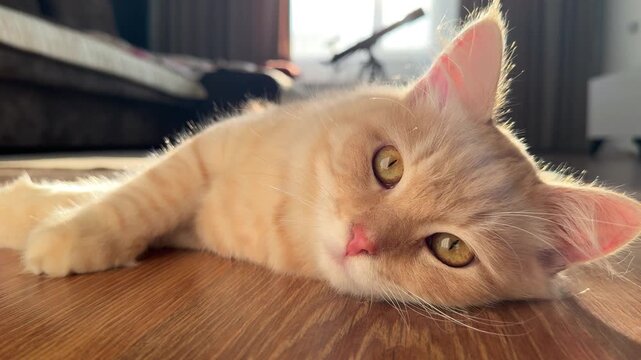 Portrait of a light red cat lying on a wooden floor in sunlight