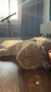 A woman's hand strokes a cat's head 