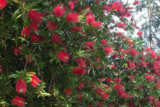 Background with common red bottlebrush flowering, also known as crimson bottlebrush or lemon bottlebrush