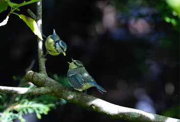 Baby Blue tit bird crying for food with its beak open. Parent also on branch bringing meal to hungry fledgling chick. Series 1 of 3. Dublin, Ireland © Nicola.K.photos