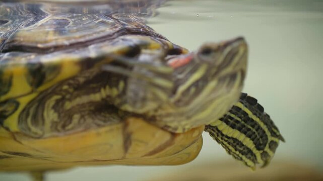 Closeup view vibrant red eared turtle gracefully swimming in aquarium, with its head emerging from water surface to breathe, look around in habitat. Red eared turtle swimming in green water aquarium