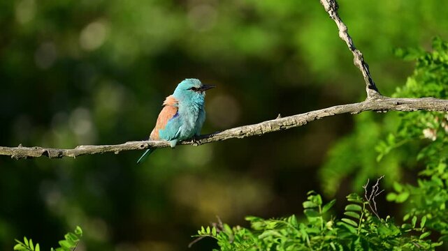 Roller bird close up ( coracias garrulus )	