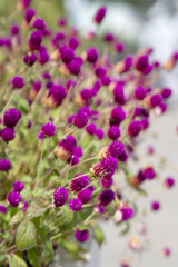 Obraz premium Close up of Gomphrena globosa in shallow focus, commonly known as globe amaranth is an edible flower to relieve prostate and reproductive problems.