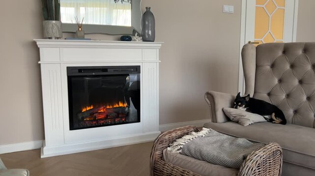 Horizontal steady shot of a white fireplace with a burning electric insert. A cute small Chihuahua dog is resting on a luxury tufted sofa in a cozy living room. 4K.