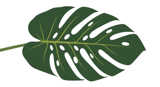 Detailed vector illustration of a single large Monstera deliciosa leaf in dark green shows its characteristic holes and lobes on a white background.