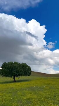 green field and blue sky, Trees on a cereal field in spring, La Horra, Burgos, Spain