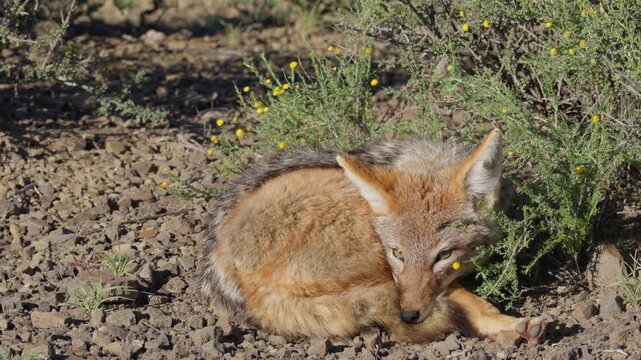 4K 30fps video of a black-backed jackal (Lupulella mesomelas) basking in the winter sun in typical Nama-Karoo habitat near Beaufort West, Western Cape, South Africa.
