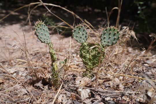 An eye-level, close-up shot of two small green prickly pear cacti growing out of dry, parched ground. The cactus on the right features green pads arranged in a shape that resembles Mickey Mouse ears, 