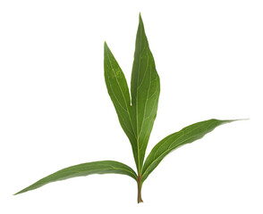 Fototapeta premium Green leaves of peony flower on transparent background, png