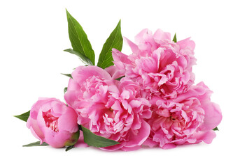 Beautiful pink peonies with green leaves isolated on white © New Africa