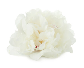 Fototapeta premium One beautiful peony flower isolated on white
