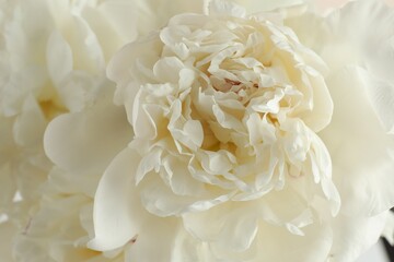 Fototapeta premium Beautiful white peony flower as background, closeup