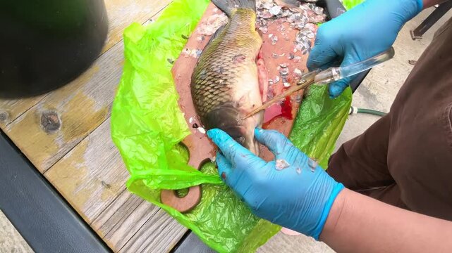 A person is cleaning a freshly caught fish on a wooden table outside. The fish shows some scales and is placed on a bright green plastic sheet. This activity is taking place in the daylight.