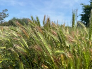 Obraz premium Ripening barley in field under blue sky, closeup view