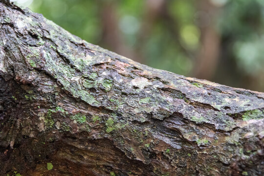 Macro photography of tree bark texture with green lichens. Technical focus with shallow depth of field highlighting the woody grooves.