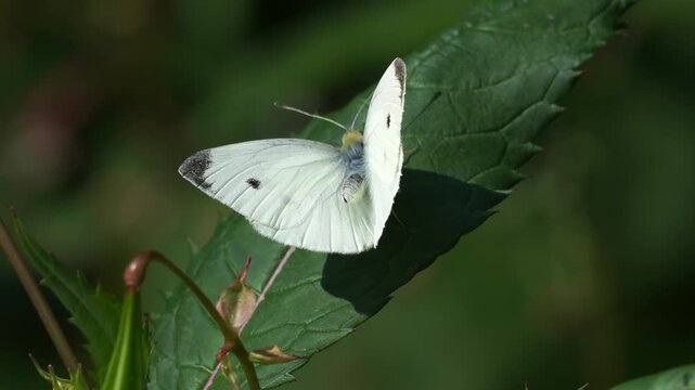 A White cabbage butterfly (Pieris rapae) sitting in the sunlight on a leaf