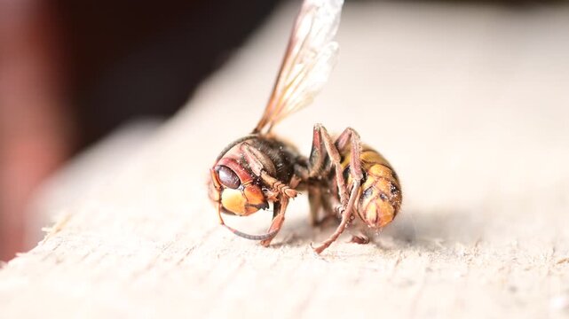 dead hornet close up video, macro natural light, pest control theme, real time video