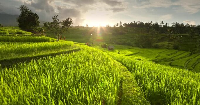 Green rice paddy in agricultural terraces against a cloudy sky in bright sunset warm light, showing traditional rural countryside farming, tropical landscape in Bali, Indonesia. Low angle drone flight