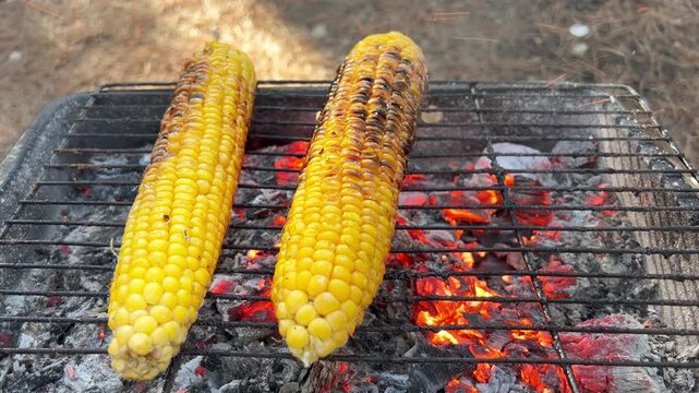 Sweet corn cobs roasting on hot outdoor charcoal grill with glowing red embers during backyard barbecue picnic.