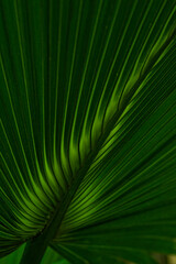 Green palm leaf on a green background © Krzysztof