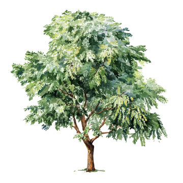 Black Locust Tree, watercolor illustration isolated on white background
