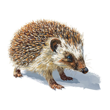 Watercolor drawing of Hedgehog Tenrec, on clean white background