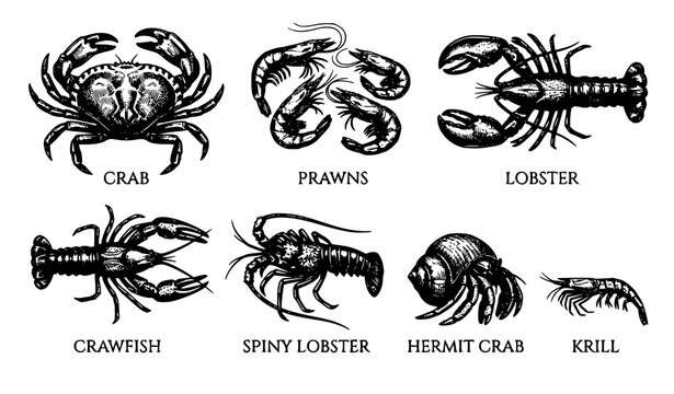 SEO Title:
Crustacean Sea Animals Hand Drawn Engraving Vector Set Crab Lobster Shrimp Illustration Isolated on White