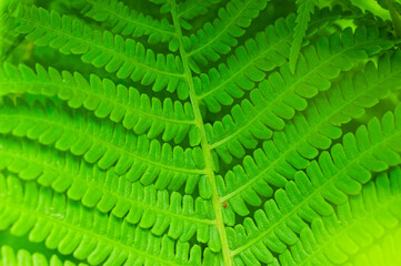 Close-up of a green fern leaf © Krzysztof