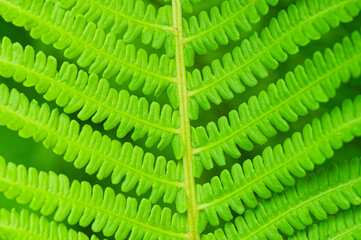 Close-up of a green fern leaf © Krzysztof