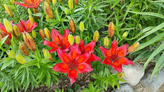Red lilies in a flowerbed