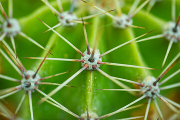 spherical cactus with long spines © Krzysztof