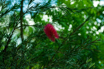 The fluffy flower of bush © Krzysztof