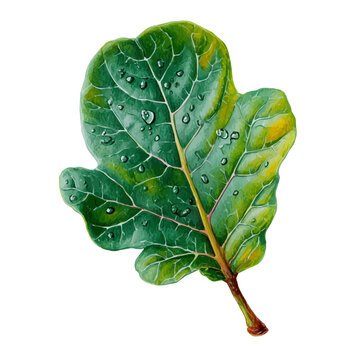 Detailed watercolor painting of Fig Leaf, isolated on white background