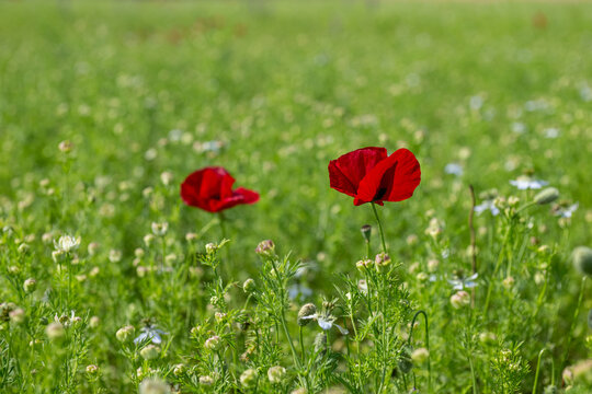 Two vibrant red poppies standing side by side, captured in a close-up shot among black cumin and wild greens.