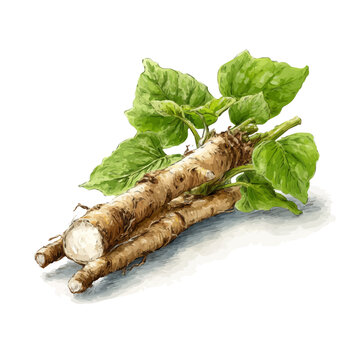 Burdock Root, isolated watercolor element on white background
