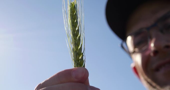 Farmer examines wheat crop in bright sunlight. Close-up of hands holding wheat stalk. Agriculture focus emphasizes importance of quality harvest and sustainable farming.