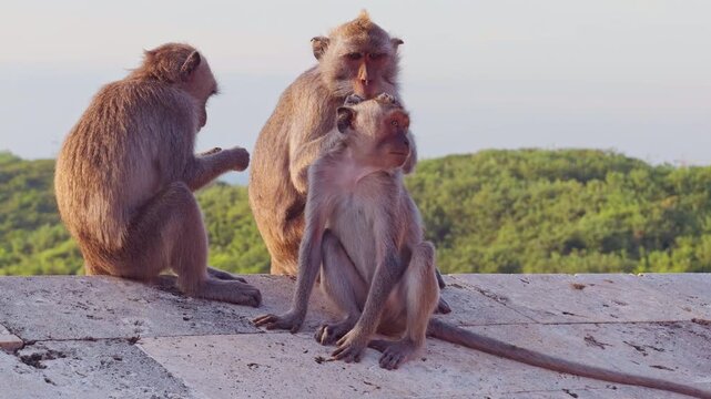 Group Of Balinese Macaques Sitting Together on Temple Wall Above Ocean Cliffs During Golden Hour